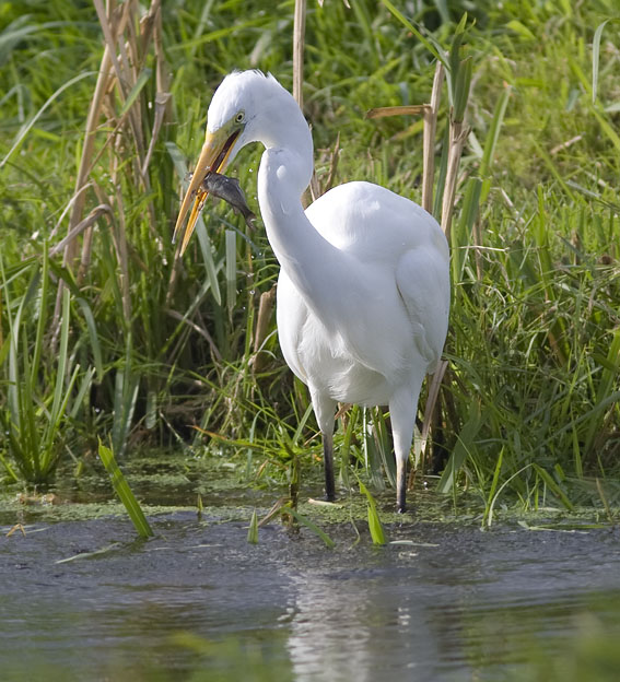 Grotezilverreiger021008C